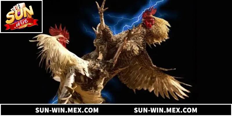 Xem trực tiếp đá gà Thomo đỉnh cao tại Sunwin